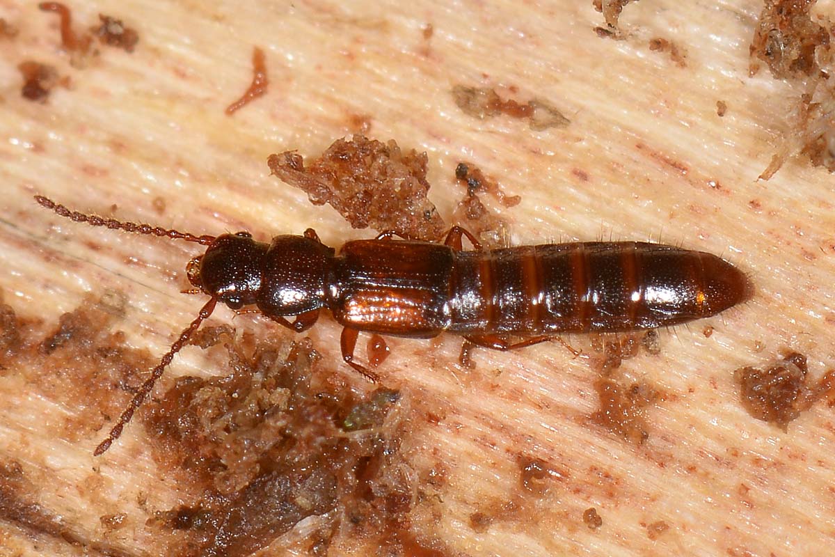 Staphylinidae: Siagonium quadricorne?  S !